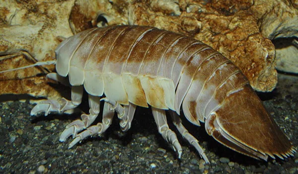 Фото: Гигантский изопод