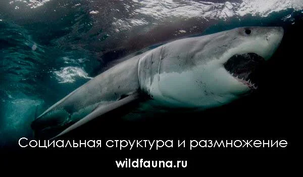 Фото: Древняя акула мегалодон