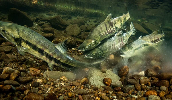 Фото: Рыба кета