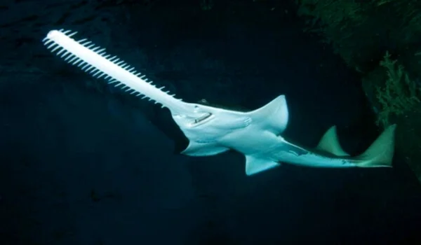 Фото: Рыба пила животное