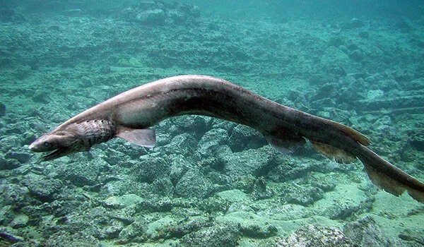 Фото: Плащеносная акула в воде
