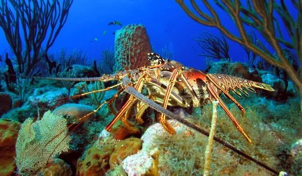 Фото: Лангуст