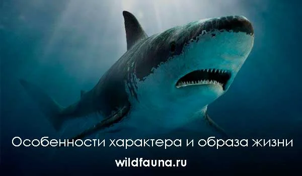 Фото: Большая акула мегалодон
