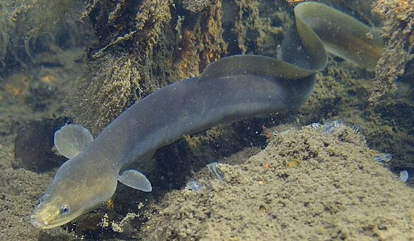 Фото: Речной угорь в России