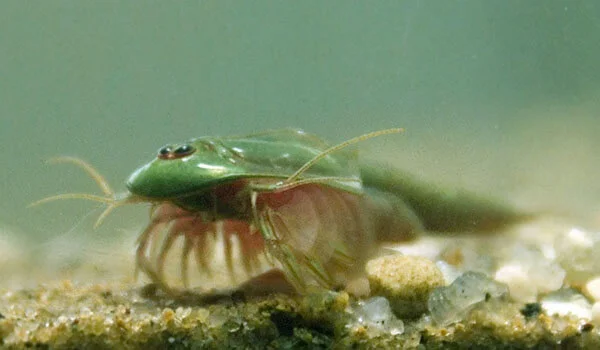 Фото: Щитень обыкновенный