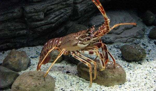 Фото: Морской лангуст