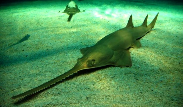 Фото: Большая рыба пила