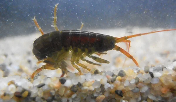 Фото: Бокоплав