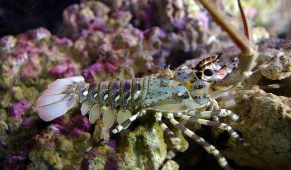 Фото: Лангуст в воде