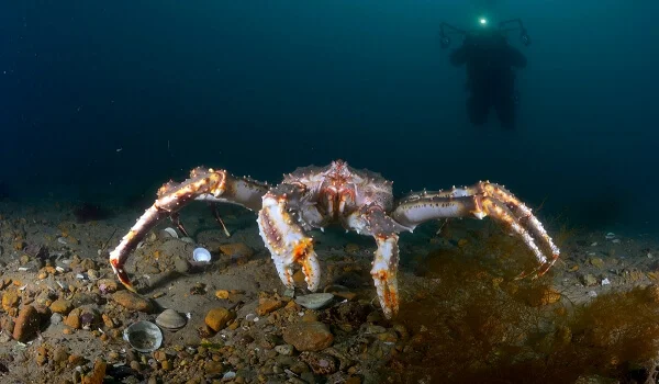 Фото: Камчатский королевский краб