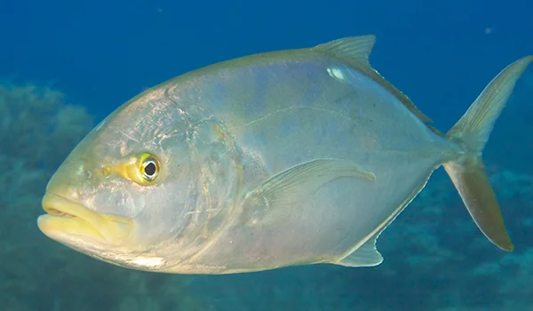 Фото: Как выглядит большой каранкс