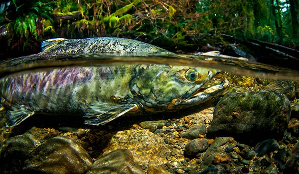 Фото: Рыба кета