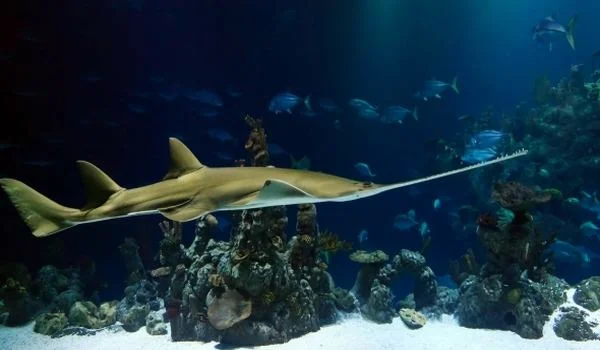 Фото: Рыба пила (пилорылый скат)