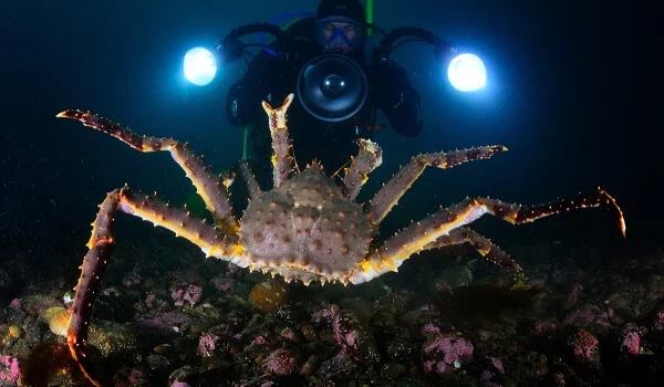 Фото: Большой королевский краб