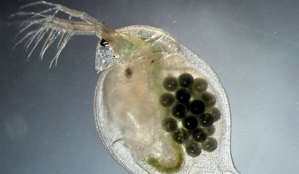 Фото: Яйца дафнии