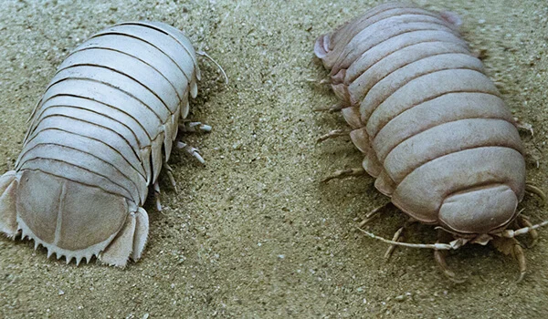 Фото: Изоподы