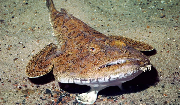 Фото: Морской черт