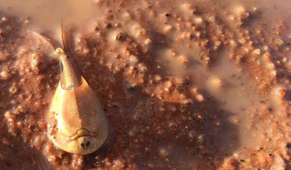 Фото: Как выглядит щитень