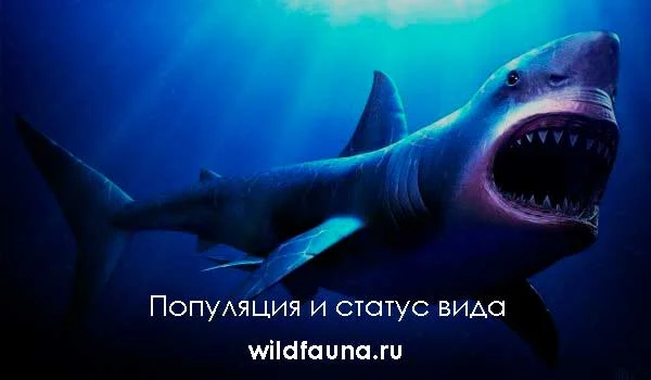 Фото: Акула мегалодон