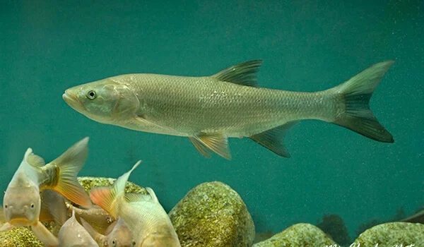 Фото: Жерех