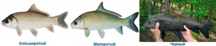 Ловля буффало