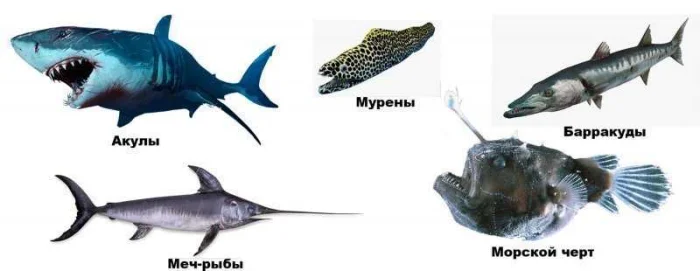 Виды морских рыб