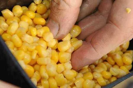 Ловля карпа на кукурузу
