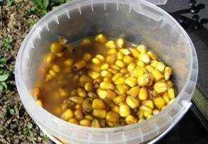 Ловля карпа на кукурузу