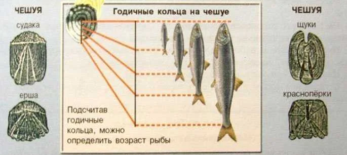 Как определить возраст рыбы