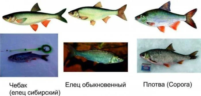 Ловля чебака