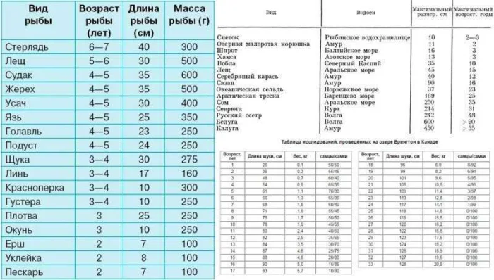Как определить возраст рыбы