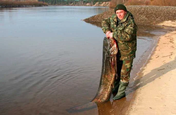 Топ 10 самых больших сомов в мире