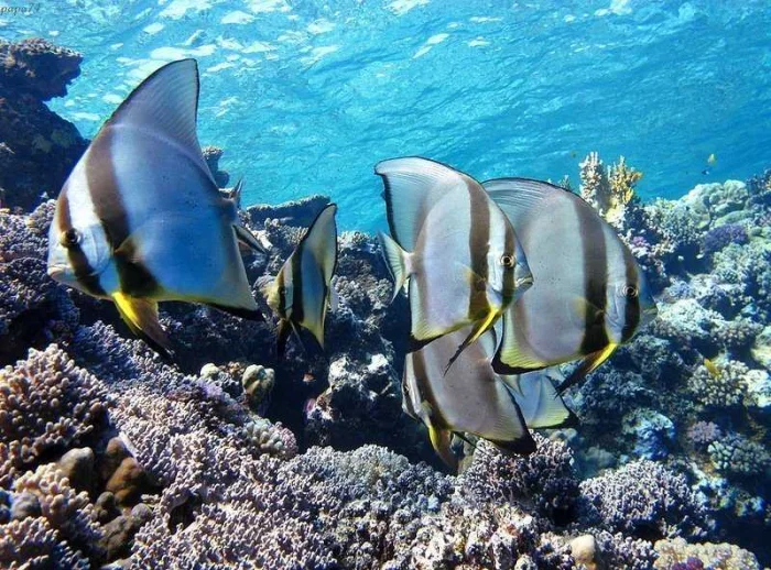 Рыбы красного моря