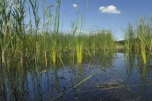 Ловля карпа на кукурузу