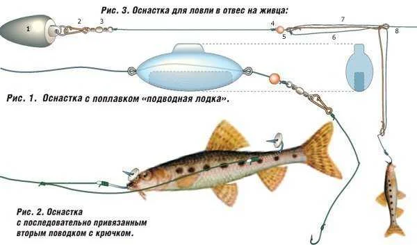 Ловля судака на живца