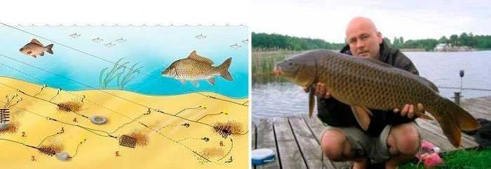 Ловля карпа на картошку
