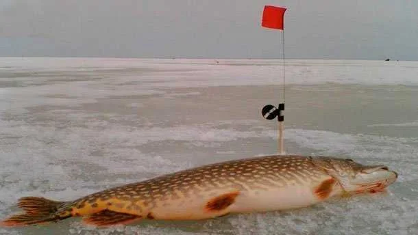 Жерлица своими руками