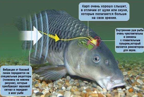Есть ли у рыб слух?