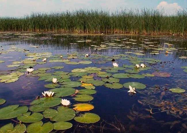 Ловля линя на поплавочную удочку