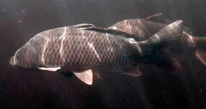 Ловля сазана