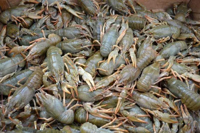 Раки и ловля раков
