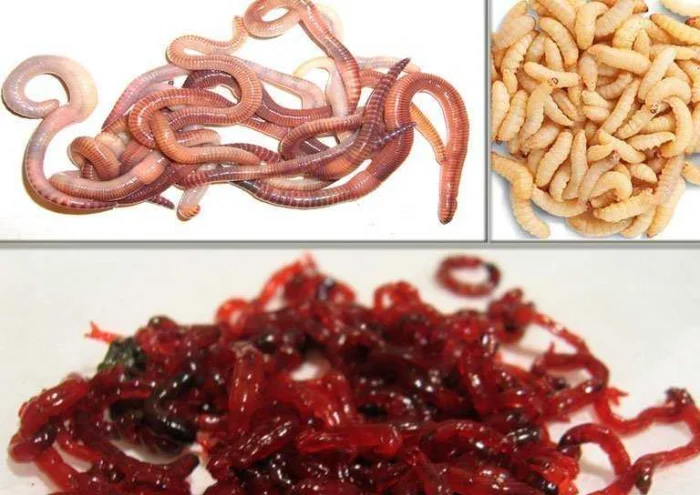 Ловля карася осенью