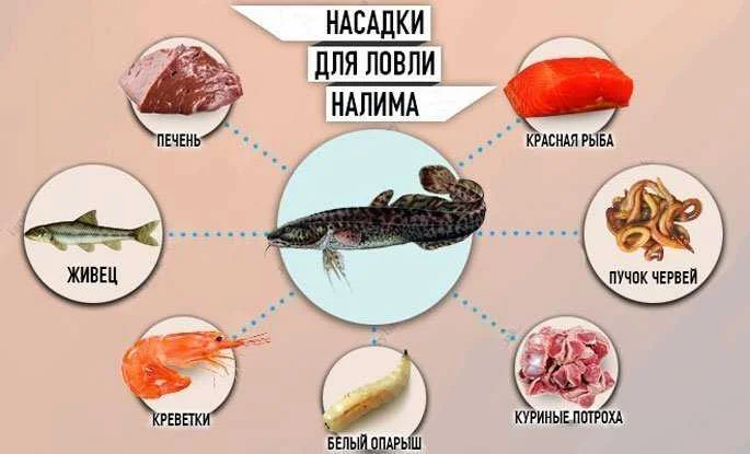 Ловля налима осенью