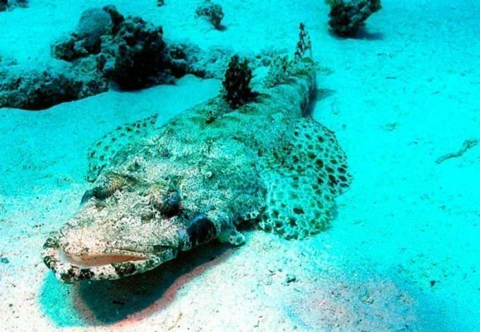 Рыбы красного моря