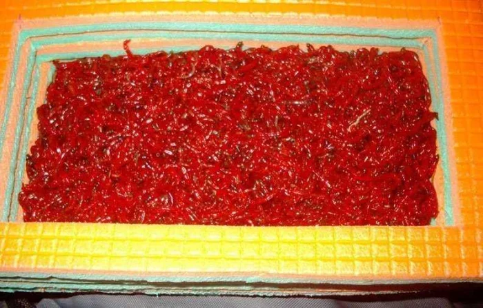 Мотыльница своими руками