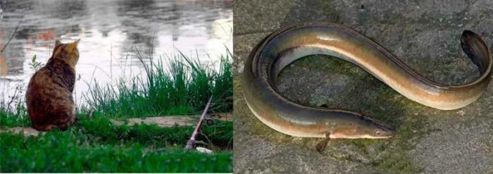 Ловля вьюна