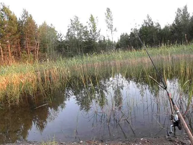 Ловля крупного карася